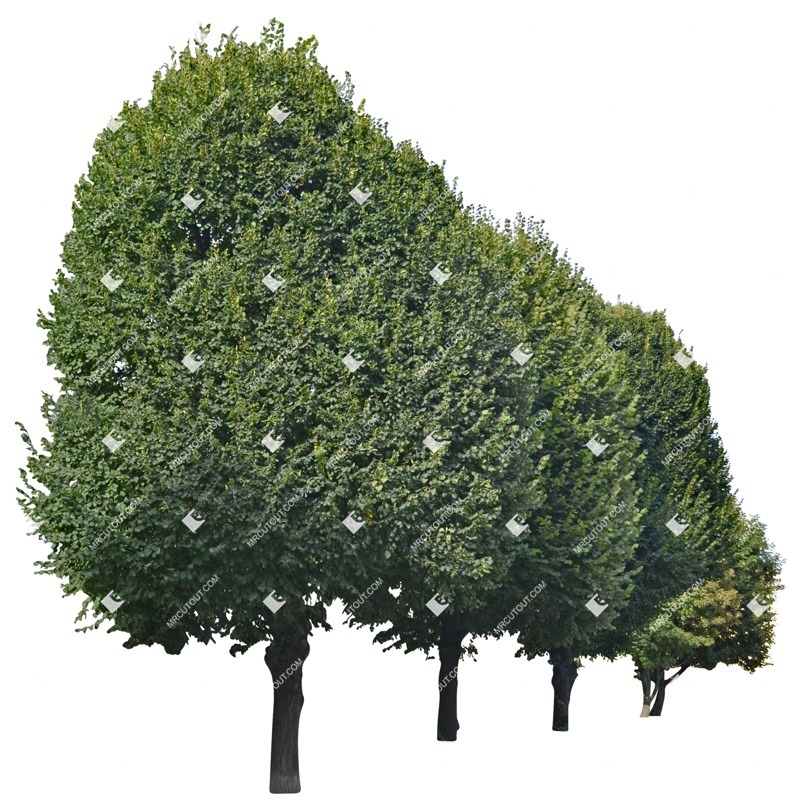 Cut out tree png vegetation (4574)