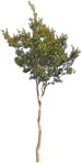 Cutout tree vegetation png (4448) - miniature