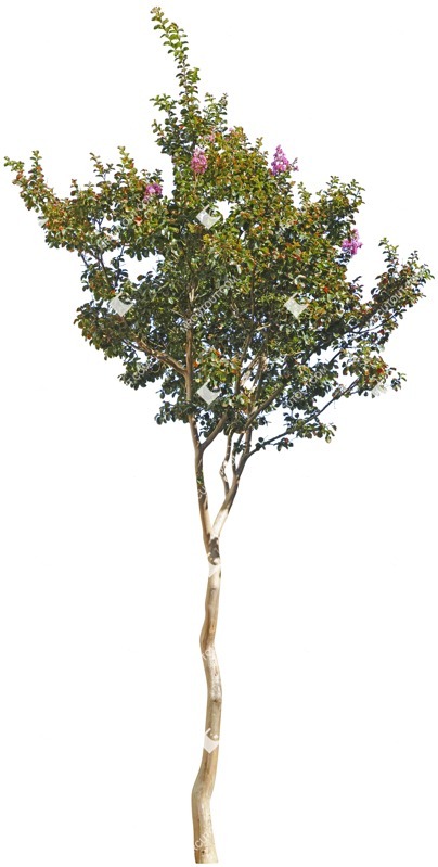 Cutout tree vegetation png (4594)