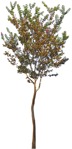 Png tree vegetation png (4449) - miniature