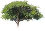 Png tree plant cutouts (4470) - miniature