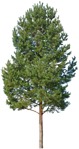 Tree  (4637) - miniature