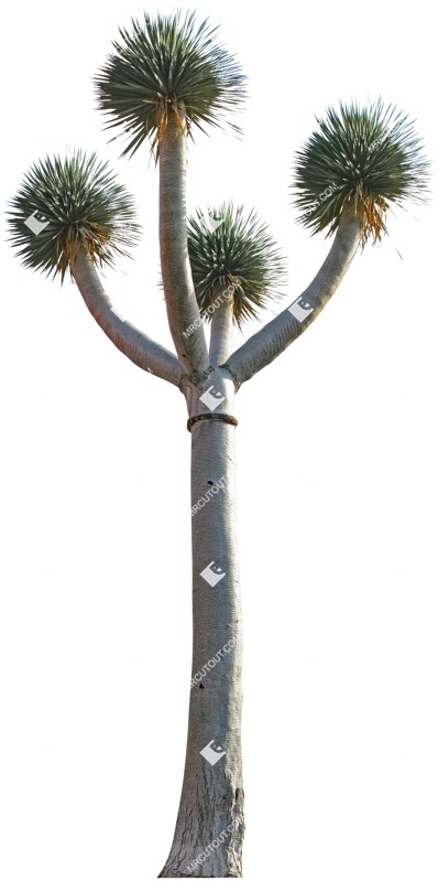 Cutout tree png vegetation (4657)