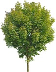 Cut out tree vegetation png (4693) - miniature