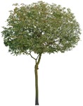 Cutout tree png vegetation (4622) - miniature