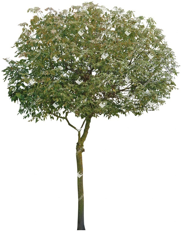 Cutout tree png vegetation (5010)