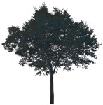 Cut out Tree 0266 | MrCutout.com - miniature