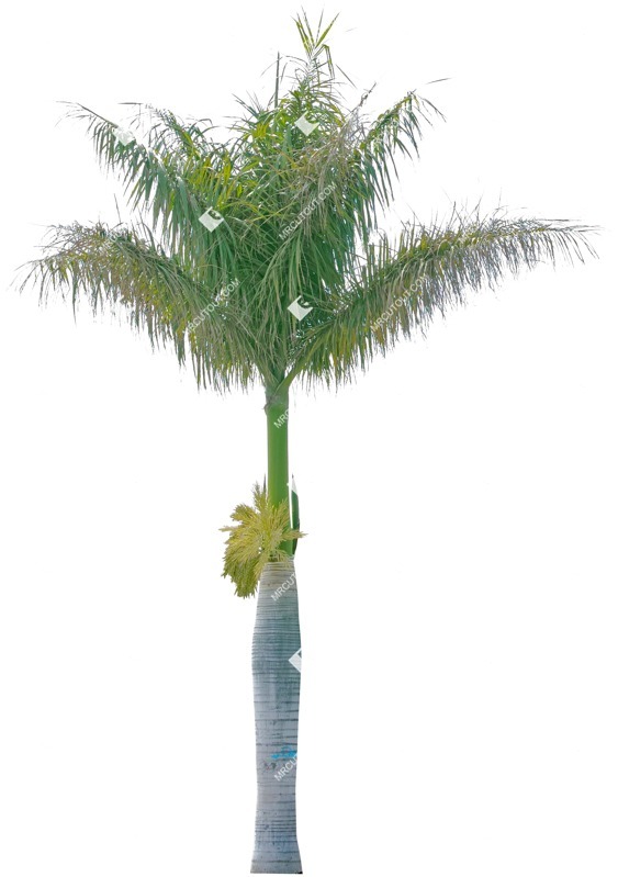 Cut out tree vegetation png (4751)