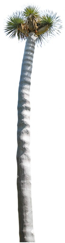 Cutout tree vegetation png (4966)