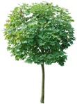 Tree  (4786) - miniature