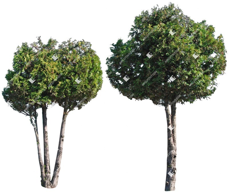 Cut out tree vegetation png (5225)
