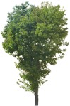 Cutout tree vegetation png (4652) - miniature
