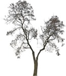 Tree  (5029) - miniature