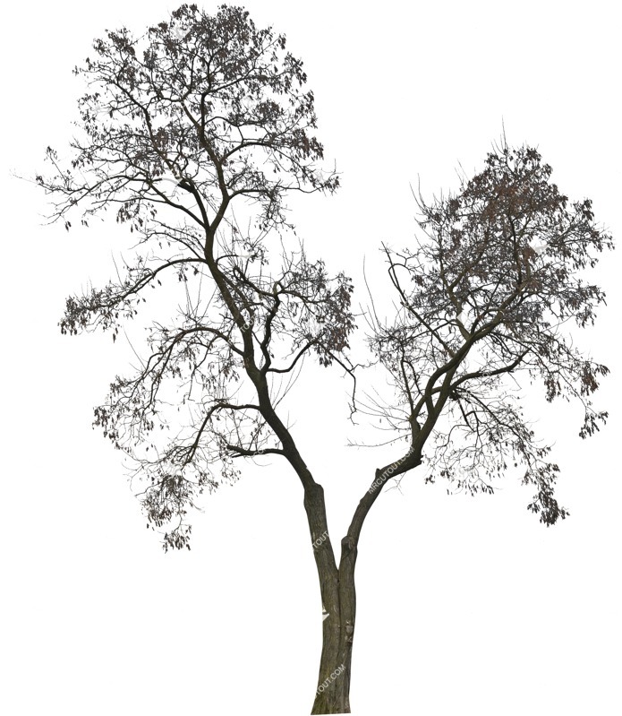 Png tree vegetation png (5029)