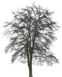 Cut out tree png people (4654) - miniature
