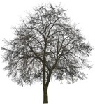 Tree  (5113) - miniature