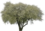 Cutout tree cutout plant (4658) - miniature