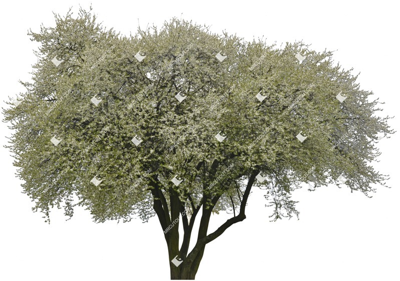 Cutout tree cutout plant (4989)