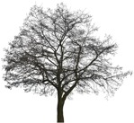 Tree  (5178) - miniature