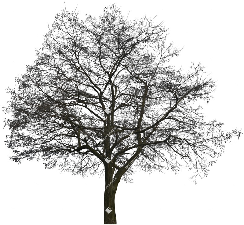 Png tree cutout plant (5178)