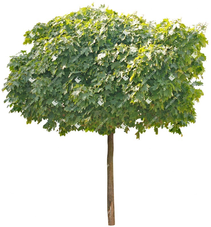 Cutout tree cutout plant (5185)