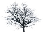 Tree  (5177) - miniature