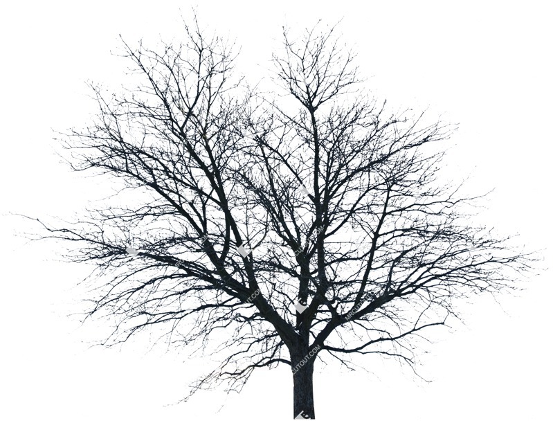 Png tree plant cutouts (5177)