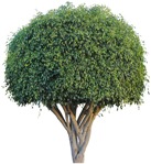 Tree  (4930) - miniature