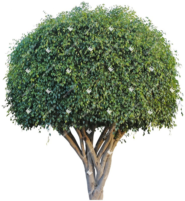 Png tree cut out plants (4930)