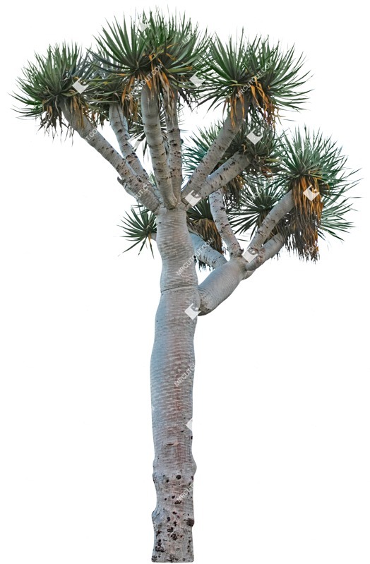 Cut out tree cut out vegetation (4940)
