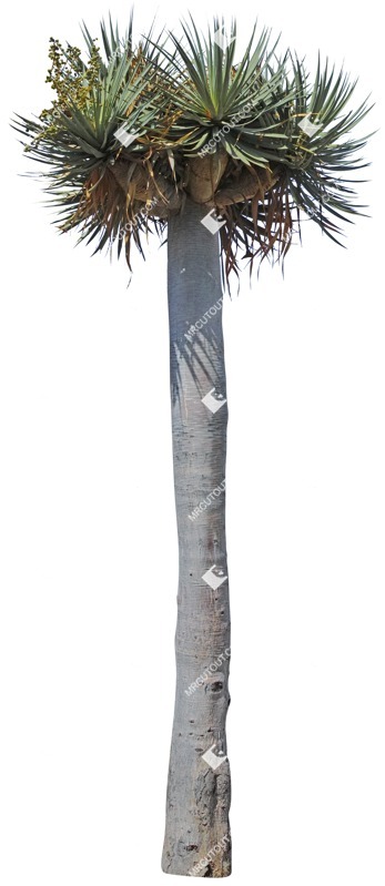 Cutout tree cut out vegetation (4991)