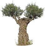Png tree cutout plant (5135) - miniature
