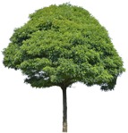 Cutout tree png vegetation (5225) - miniature