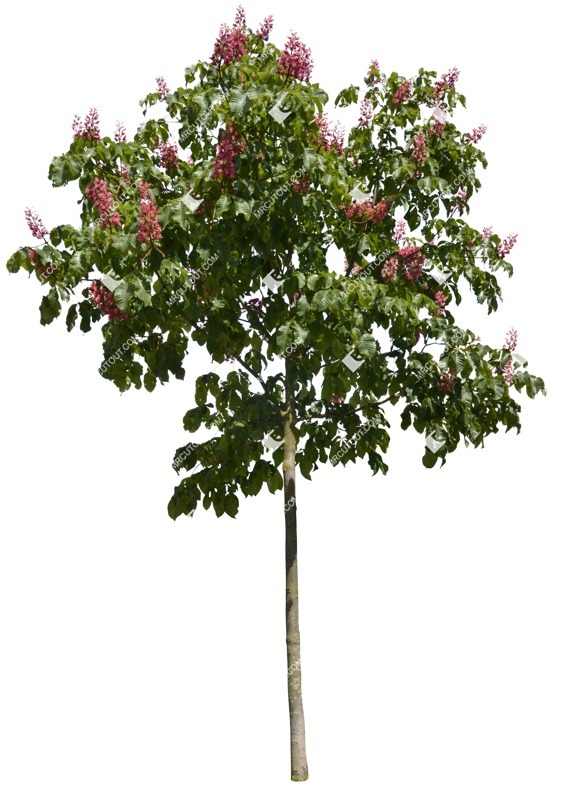 Png tree png vegetation (1278)