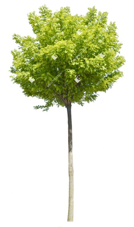 Cutout tree png vegetation (1067)