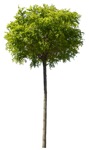 Tree  (1065) - miniature