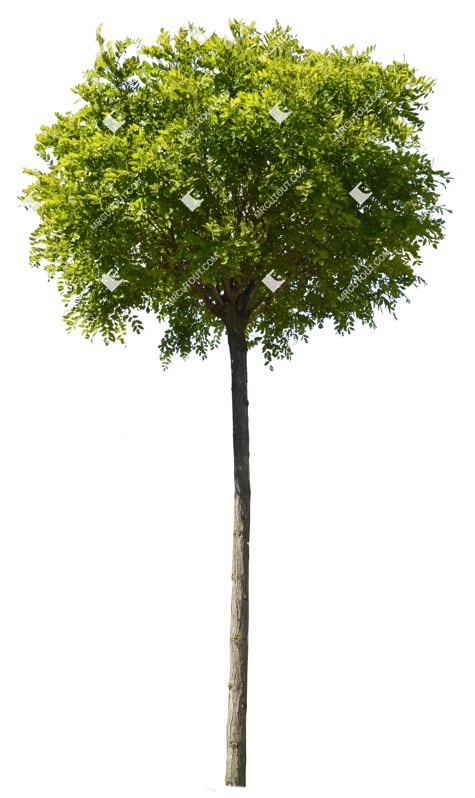 Png tree png vegetation (1065)