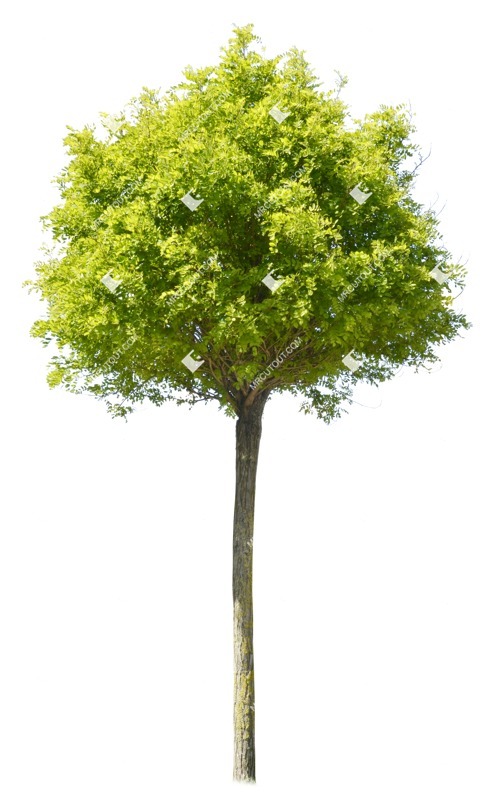 Cut out tree png vegetation (1066)