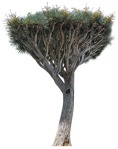 Cut out Tree 0314 | MrCutout.com - miniature