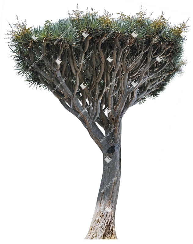Png tree cutout plant (4201)