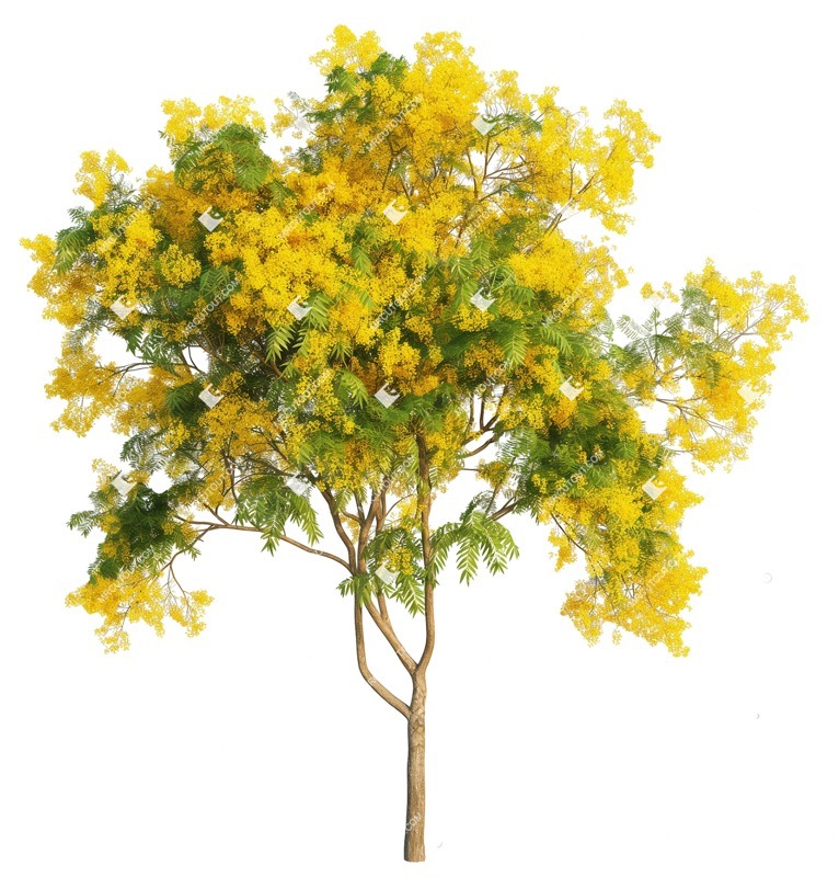 Cut out tree png vegetation (19368)