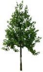 Cutout tree ilex mitis plant cutouts (17576) | MrCutout.com - miniature