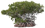 Cutout tree rhizophora mangle png vegetation (18994) - miniature