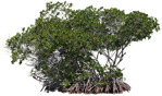 Png tree rhizophora mangle png vegetation (20395) - miniature