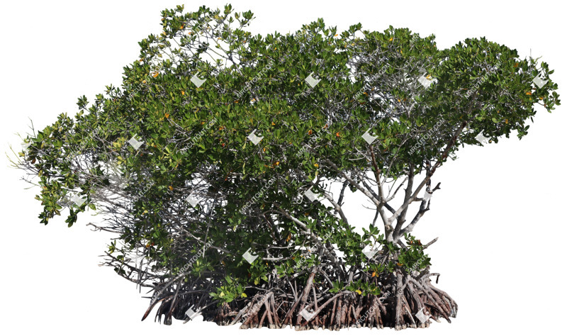 Png tree rhizophora mangle png vegetation (20395)