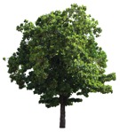 Tree terminalia catappa  (19038) - miniature
