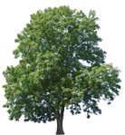 Cut out tree acacia mill png vegetation (9160) - miniature