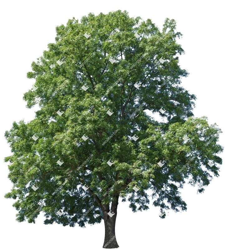 Cut out tree acacia mill png vegetation (9160)