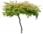 Cut out tree acer palmatum cut out vegetation (17596) | MrCutout.com - miniature