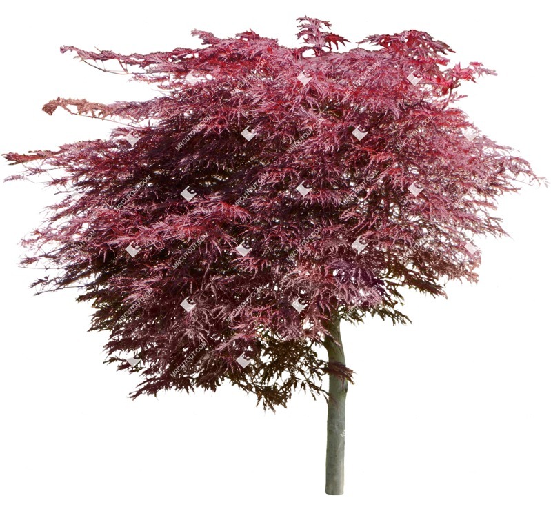 PNG drzewo acer palmatum atropurpureum | roślinność png (18130)